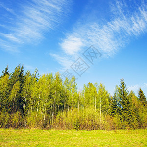 风景正方形夏季BirchForestBirch森林和蓝天空背景树叶图片