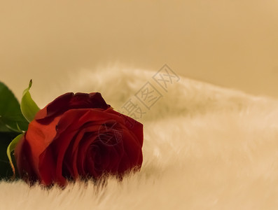 展示红情人节玫瑰升起时的大型封闭躺在白地毯上门户14单身的图片