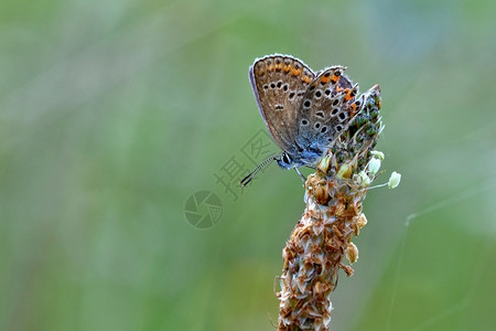 翅膀细节美丽的小蝴蝶蓝色皮质结壳自然的宏观镜头近距离接叶子图片