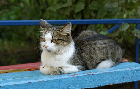 老的画大毛猫它躺在旧的有色长椅上涂着剥皮料毛图片