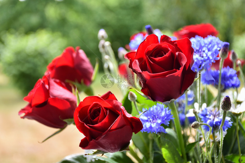 美丽的红玫瑰花朵束中惊人的夏天颜色图片
