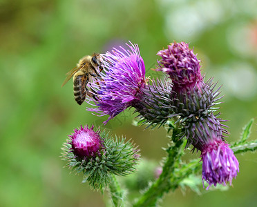 蜜蜂在布多克石膏上人格场地蜜蜂花高清图片