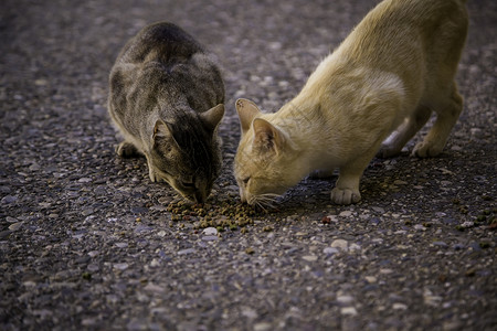 俏皮吃流浪街头猫食用被遗弃动物的详情街头猫食用图片