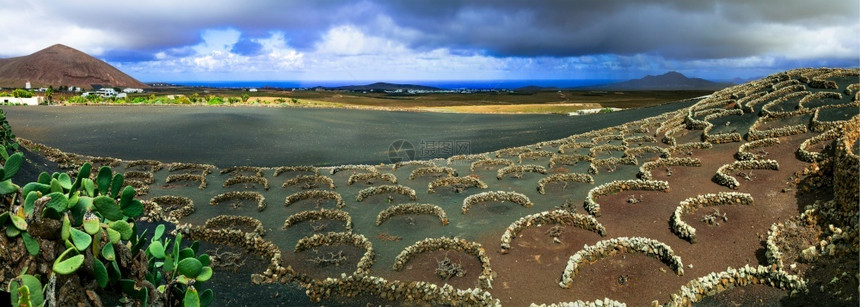 兰萨罗特岛加那利群传统葡萄园全景金丝雀地标图片