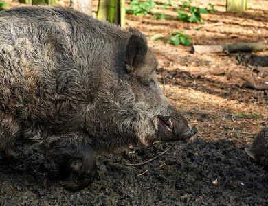 猪发烧时在森林里猎野猪农业危险的传染图片
