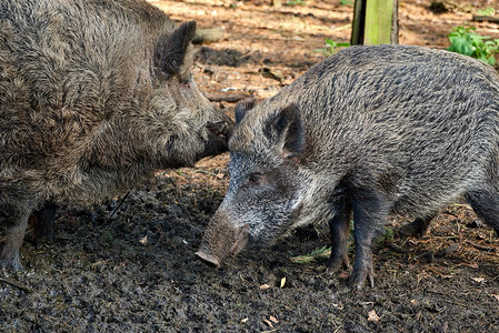 草地猪发烧时在森林里猎野猪案子卫生保健图片