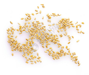 庄稼在白背景顶视图中孤立的小麦粒种子大部分背景