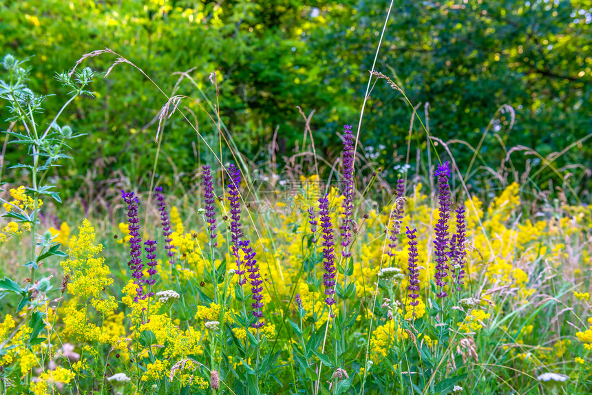 背光黄色的紫夏天野花季日草原上美丽明亮绿花图片
