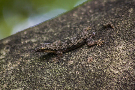 木头捕食者隐树上的卡木旗蜥蜴图片
