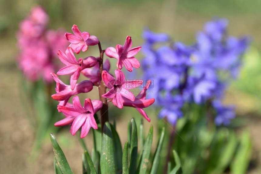 新鲜漂亮颜色春天和美丽盛开的花朵Hyacinth图片
