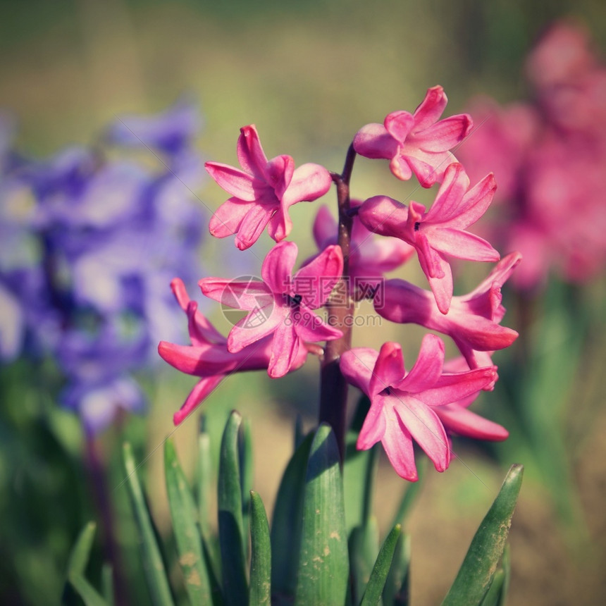 春天和美丽盛开的花朵Hyacinth蓝色的自然植物群图片
