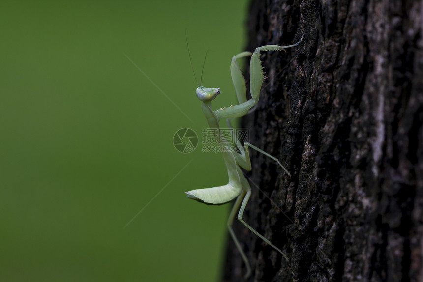 物种户外曼多迪亚在树上夏天图片