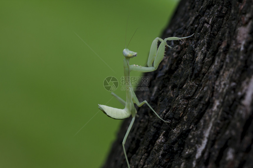 动物曼多迪亚在树上生物荒野图片