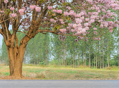 农村绿色草Tabebuia或粉红喇叭花树全盛开图片