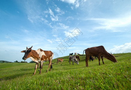 乡村的农田牛群在青草地上放牧肖像图片