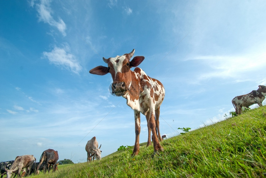 哺乳动物土地有蹄的牛群在青草地上放牧图片