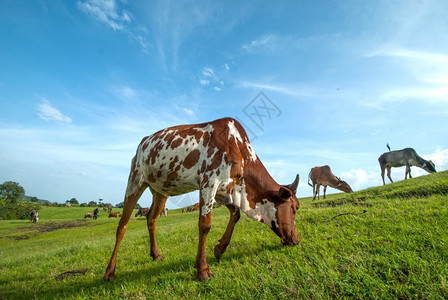 牛群在青草地上放牧云太阳乳制品图片