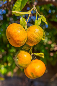 4个橘子阿尔布费拉在果园树上挂着4个橙色男子汉夏令舍内维尔背景