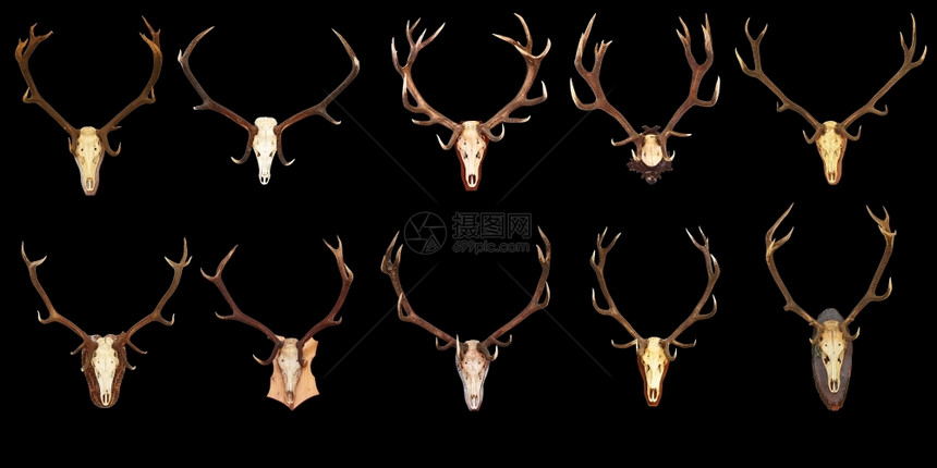 欧洲的收集大量黑底红鹿头埃拉普胡斯的狩猎奖杯象征麈图片