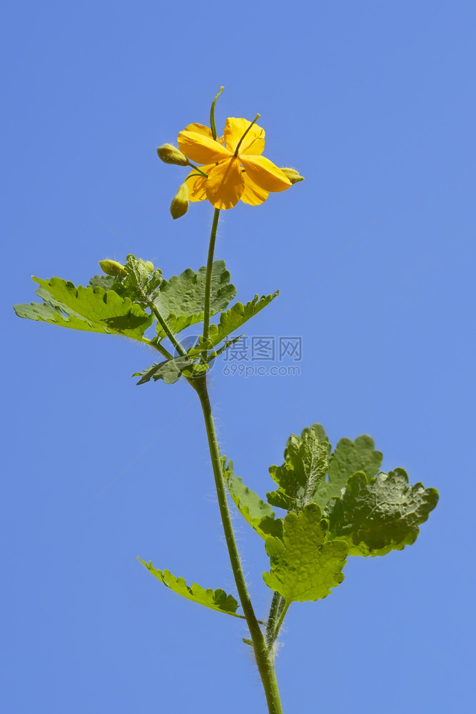 生长天蓝色黄的Celandine种植无云蓝天的花朵背景在阳光明媚的春日蓝天空背景的Celandine花朵图片