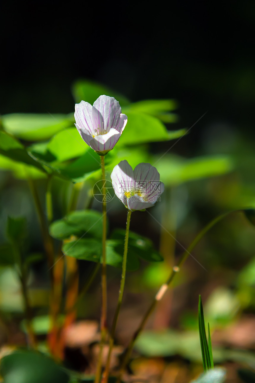 野花阳光酢浆草春时两朵牛的在森林中黎明开花在黑暗背景的OxalisFlowers图片