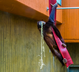 攀登人科猴典型的动物行为来自亚洲的濒危动物种群种在一条绳子上攀爬图片