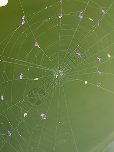 花瓣网素材紫色的蜘蛛网与花的瓣对抗绿色美丽而的编织错综复杂蜘蛛网合上照片花朵抽象的背景
