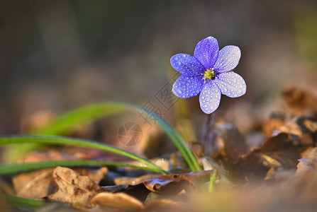 春花美丽开在森林中第一朵小花黑白热血球常见的春天美丽图片