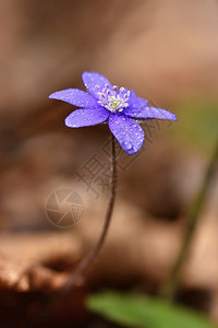 户外植被春花美丽开在森林中第一朵小花黑白热血球朵图片