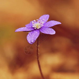 花瓣的生物学春美丽开在森林中第一朵小花黑白热血球图片