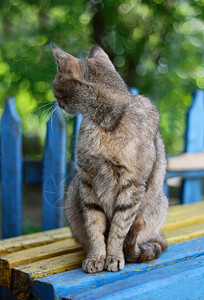 灰猫坐在长椅上涂着剥油漆背朝后看松弛胡子毛皮图片