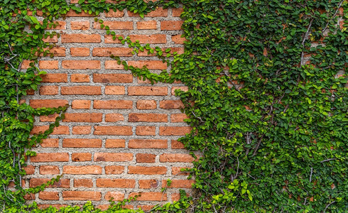 复古砖纹素材植物群橙子框架长成自然背景的大型绿藤叶和松树的古老橙砖墙纹质背景