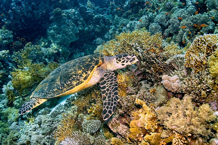 水绿龟Cheloniamydas珊瑚礁红海埃及非洲户外野生动物图片