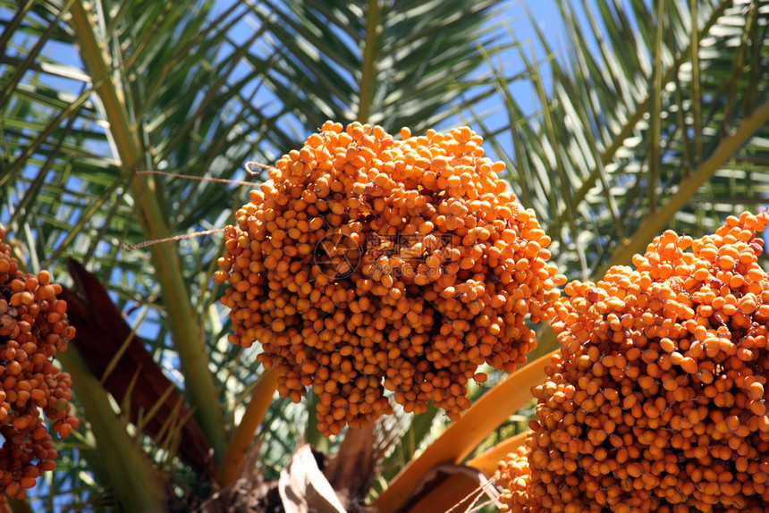 甜的异国情调近距离接一棵凤凰干草棕榈树季节图片