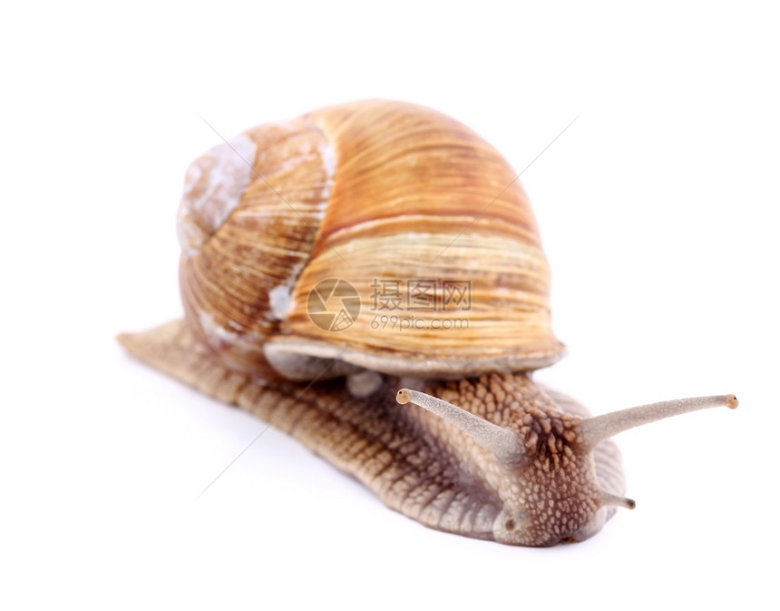 自然白上孤立的勃艮第蜗牛螺旋Pomatia软体动物贝壳图片