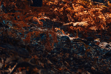 环境西班牙秋木栗林有温暖的颜色和羽毛秋天棕的图片