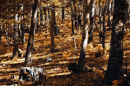 西班牙秋木栗林有温暖的颜色和羽毛人行道板栗关心图片