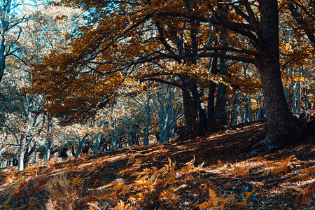 木头黄色的西班牙秋木栗林有温暖的颜色和羽毛板栗图片