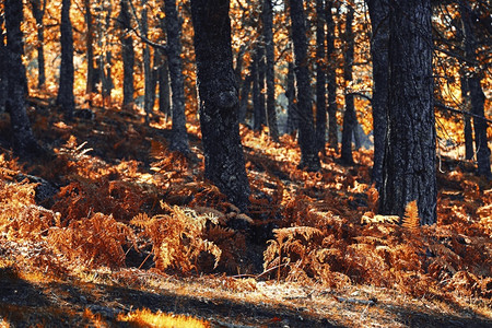 蕨类植物精灵苜蓿西班牙秋木栗林有温暖的颜色和羽毛图片