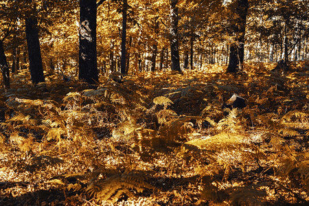 西班牙秋木栗林有温暖的颜色和羽毛环境秋天对比图片
