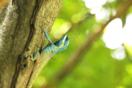 一种美丽亚洲人树上的蓝蜥蜴图片