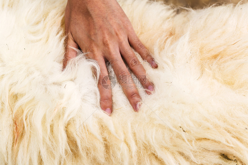 摸羊羔毛的手很脏剪切灰色的厚图片