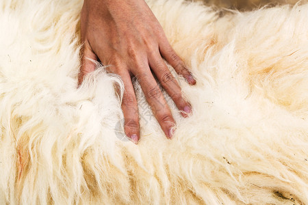 摸羊羔毛的手很脏剪切灰色的厚图片