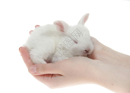 手中的白色兔子图片