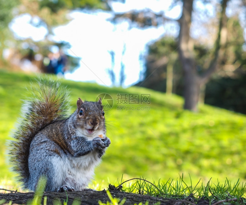 营养头发松鼠在公园里吃着一种美食在片有绿草的阴影中公园里吃着青草夏天图片