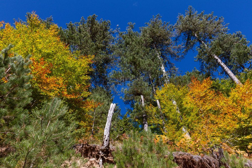 伊庇鲁斯丰富多彩的希腊埃皮鲁斯Aoos人工湖周围森林中多彩树木的低角度视图分支机构图片