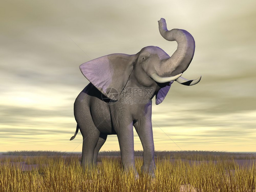 大象云端天亮起的大象在草原上站立天空黄色的热带图片