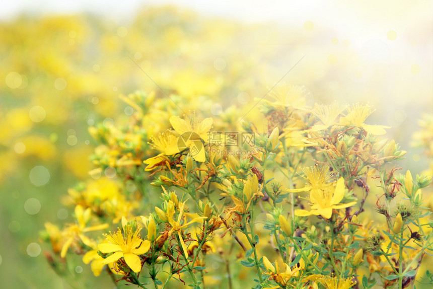 穿孔自然在阳光明媚的射线下圣约翰斯柯普花朵在夏季的鲜中紧贴在夏季药用草原上盛开的超重过饱和花朵选择地聚焦于阳光灿烂的射线下圣约翰图片