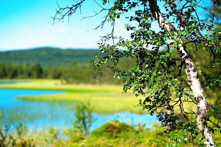 白桦树散景湖风背高清白桦树散湖风背地平线假期图片