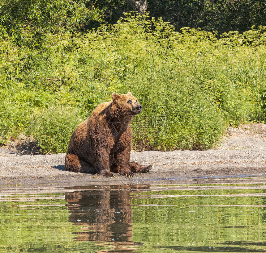 妈户外湖边的堪察加棕熊灰图片
